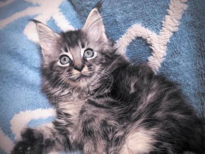 Kai Polydactyl - Maine Coon - Gallery Photo #1