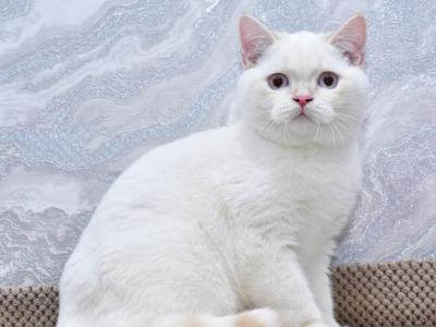 Irvin - Colorpoint Shorthair - Gallery Photo #1