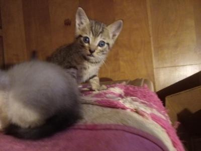 Tiger - Domestic - Gallery Photo #1