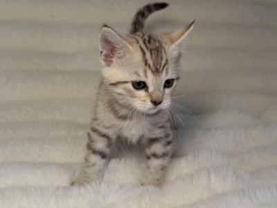 Snow Mink Bengal - Bengal - Gallery Photo #1