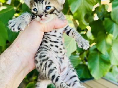 Gizmo - Savannah - Gallery Photo #1