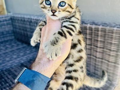Katiyana Kittens - Savannah - Gallery Photo #1