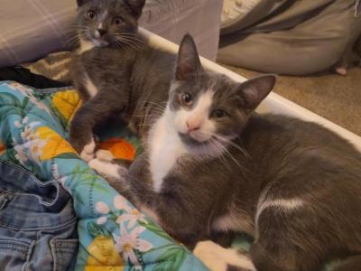 Tom And Jerry - Domestic - Gallery Photo #1