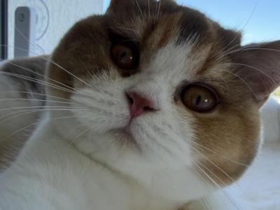Bisky - British Shorthair - Gallery Photo #1