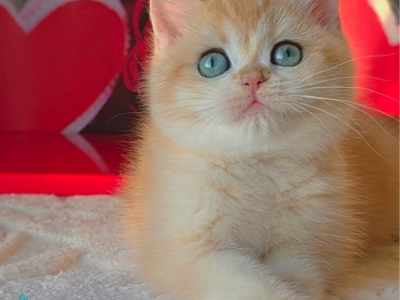 Cynthia - British Shorthair - Gallery Photo #1