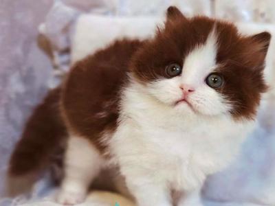 Diamond - British Shorthair - Gallery Photo #1