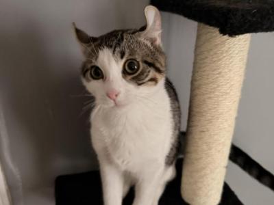 50 Dollars 4 Month Old Kitten - Exotic - Gallery Photo #1