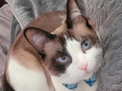 Din Din - Snowshoe - Gallery Photo #1