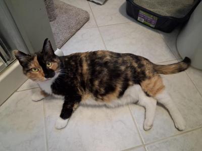 Dualisa - Domestic - Gallery Photo #1