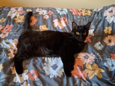 Charka - Domestic - Gallery Photo #1