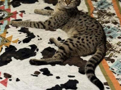 Trixie - Savannah - Gallery Photo #1