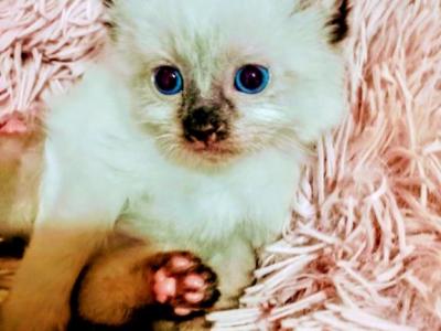 LABELLA Babies - Siamese - Gallery Photo #1