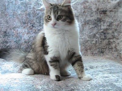 Scittle Siberian - Siberian - Gallery Photo #1
