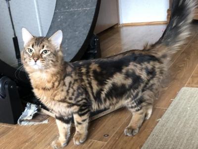 Charlie - Bengal - Gallery Photo #1