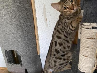 Oliver - Bengal - Gallery Photo #1