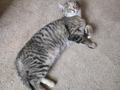 Patches - Domestic - Gallery Photo #1