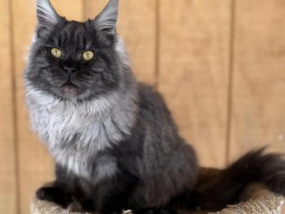 Loki - Maine Coon - Gallery Photo #1