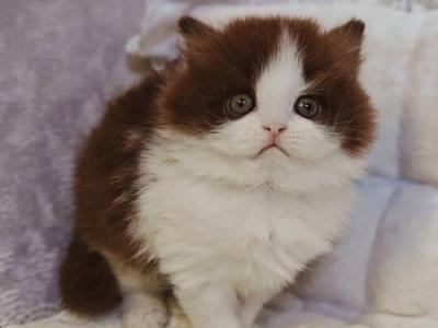 Diamond British - British Shorthair - Gallery Photo #1