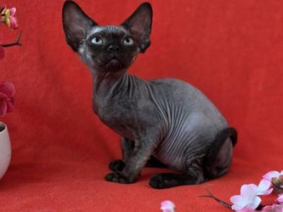 Devon Rex Ziggy - Devon Rex - Gallery Photo #1