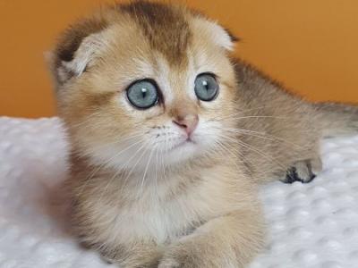Alice Scottish - Scottish Fold - Gallery Photo #1