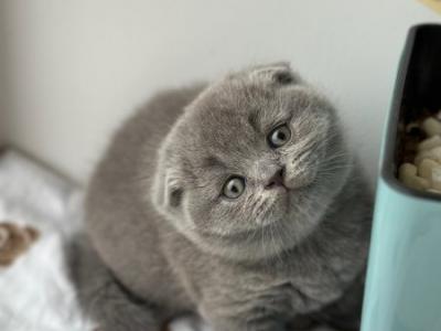 Xenia2 Scottish - Scottish Fold - Gallery Photo #1