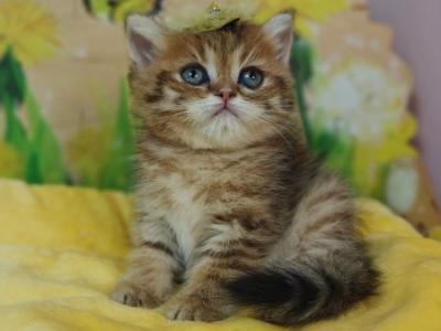 Eva3 Scottish - Scottish Straight - Gallery Photo #1