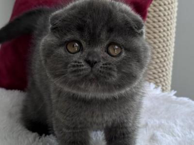 Pepper Scottish - Scottish Fold - Gallery Photo #1