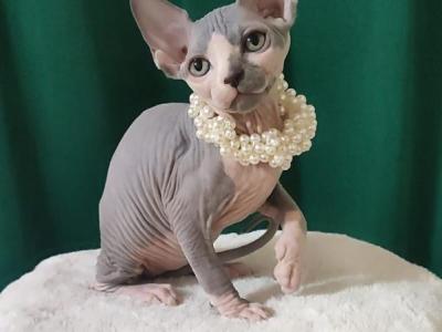 Lana - Sphynx - Gallery Photo #1