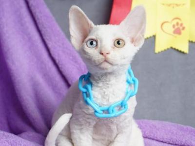 Isi - Devon Rex - Gallery Photo #1