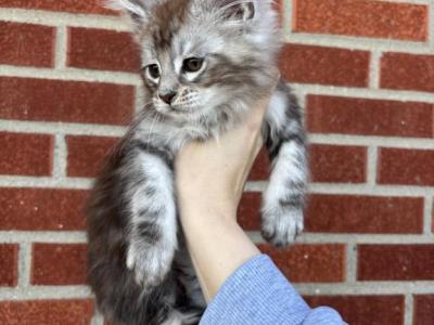 Salem - Maine Coon - Gallery Photo #1