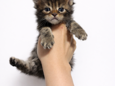 Goldie Ralphs  Litter - Maine Coon - Gallery Photo #1
