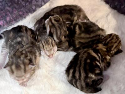 GingerSnap - Siberian - Gallery Photo #1