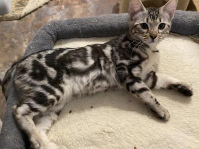 CeeCees Crew - Bengal - Gallery Photo #1