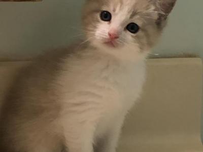 Hector - Ragdoll - Gallery Photo #1