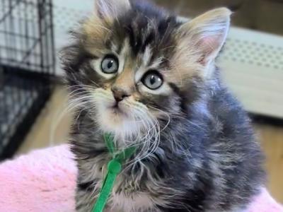 Kai - Maine Coon - Gallery Photo #1