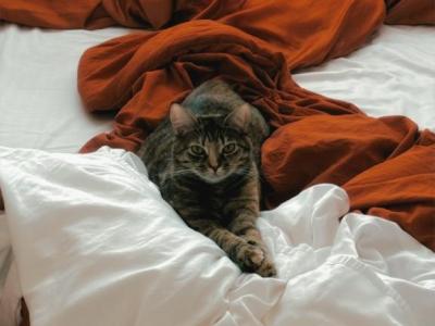 Jasmine - Domestic - Gallery Photo #1