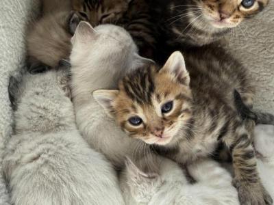 Snow Mink Blend - Bengal - Gallery Photo #1