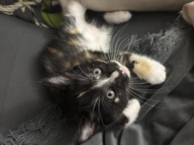 Kitten 3 - Maine Coon - Gallery Photo #1