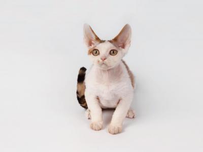 LUNAR - Devon Rex - Gallery Photo #1