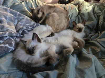 Siamese Kittens - Siamese - Gallery Photo #1