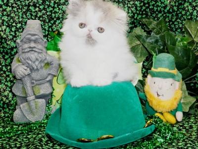 Show Quality Dilute Calico - Persian - Gallery Photo #1