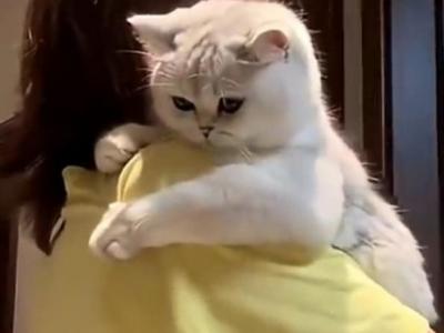 Cloud Half Off Summer Sale - British Shorthair - Gallery Photo #1