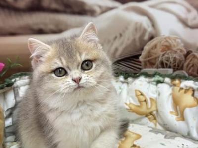 Beautiful Girl - British Shorthair - Gallery Photo #1