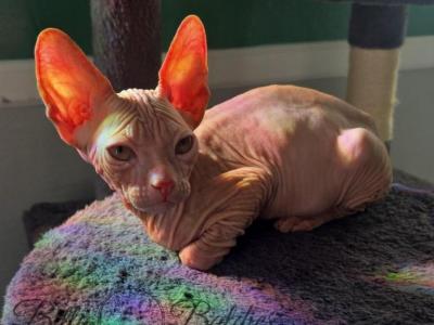 Timothy - Sphynx - Gallery Photo #1