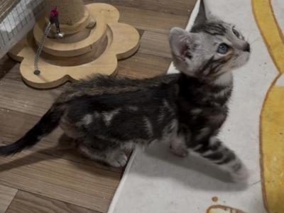 Bolik - Bengal - Gallery Photo #1