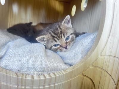 Stripes - British Shorthair - Gallery Photo #1