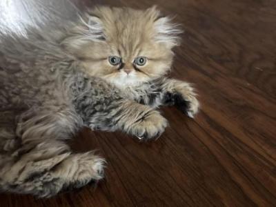 Leo - Persian - Gallery Photo #1