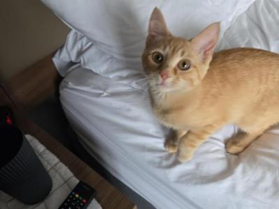 Nala - Domestic - Gallery Photo #1