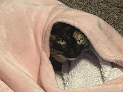 Peach China Marie - American Shorthair - Gallery Photo #1
