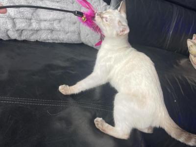 Pink Girl - Bengal - Gallery Photo #1